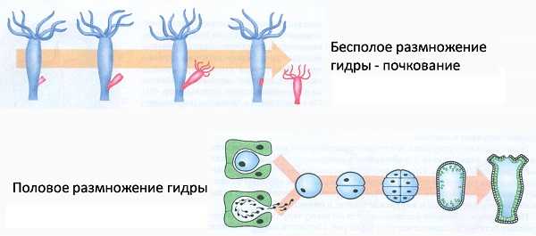 Kraken что это за сайт